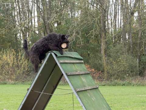 Bouvier DAISY WISGUND v CAYA'S HOME